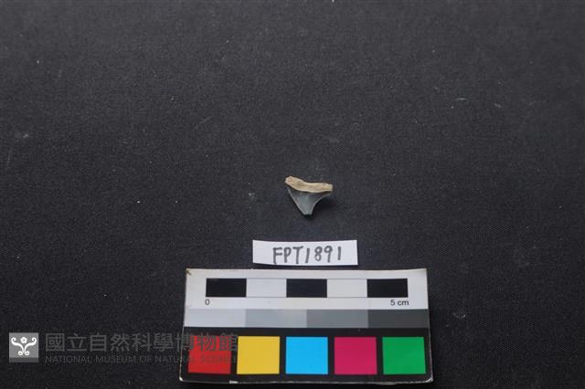 魚骨藏品圖，第2張