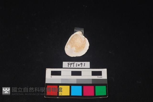 貝殼藏品圖，第2張