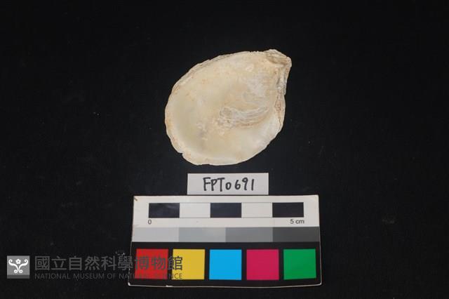 貝殼藏品圖，第2張