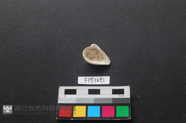 貝殼藏品圖，第2張