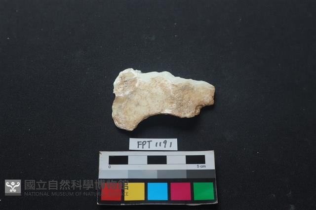貝殼藏品圖，第2張