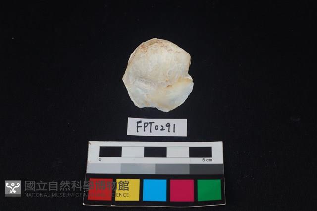 貝殼藏品圖，第2張