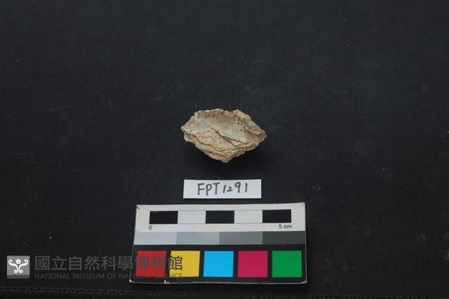 貝殼藏品圖，第2張