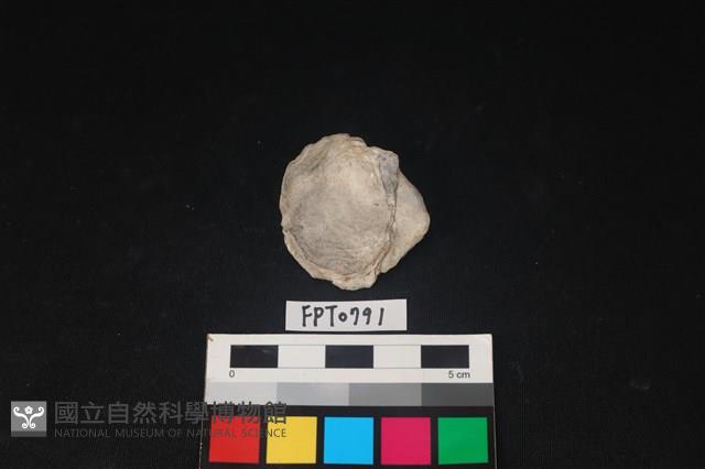 貝殼藏品圖，第2張