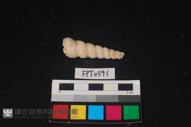 貝殼藏品圖，第2張