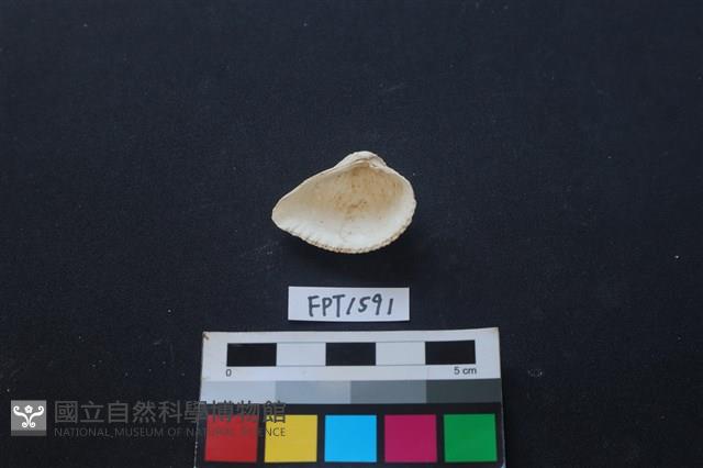 Accession Number:FPT1591 Collection Image, Figure 2, Total 2 Figures