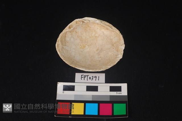 貝殼藏品圖，第2張