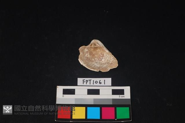 貝殼藏品圖，第2張