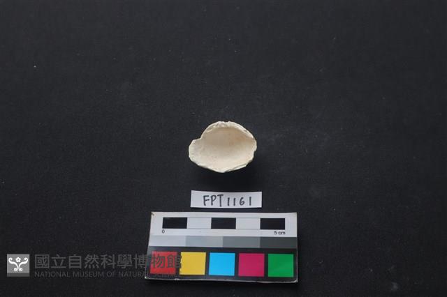 貝殼藏品圖，第2張