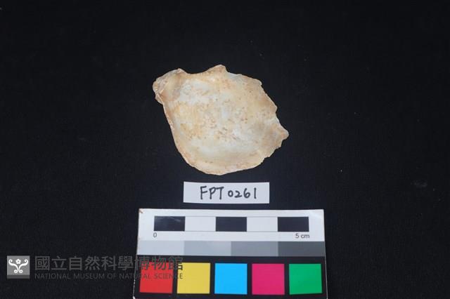 貝殼藏品圖，第2張