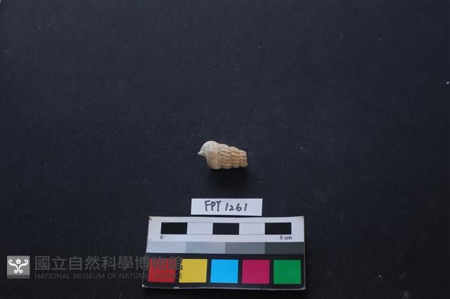 貝殼藏品圖，第2張