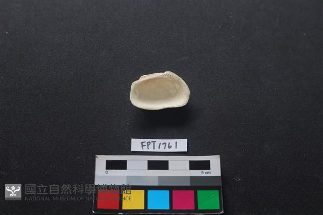 貝殼藏品圖，第2張