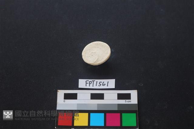 貝殼藏品圖，第2張