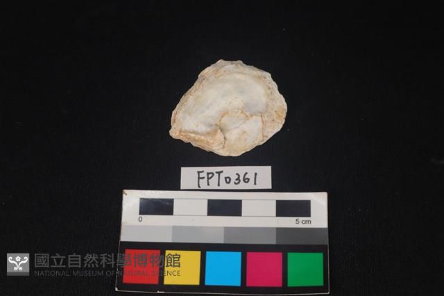 貝殼藏品圖，第2張