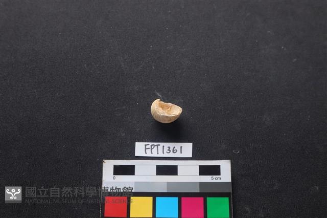 貝殼藏品圖，第2張