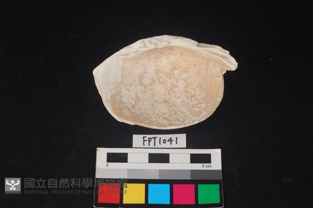 貝殼藏品圖，第2張