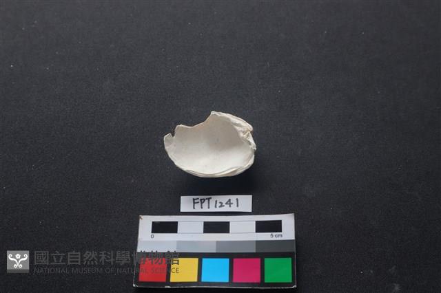 貝殼藏品圖，第2張