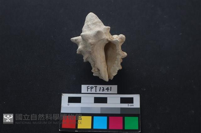 貝殼藏品圖，第2張