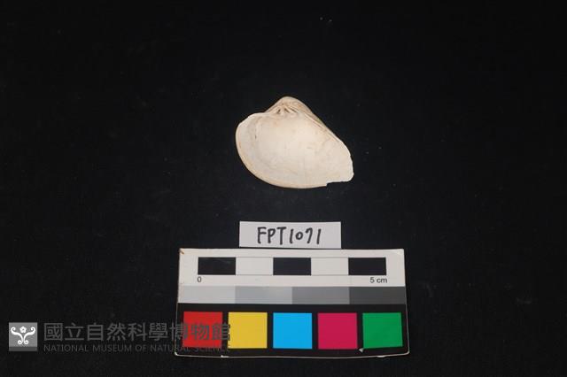 貝殼藏品圖，第2張