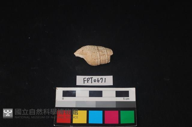 貝殼藏品圖，第2張