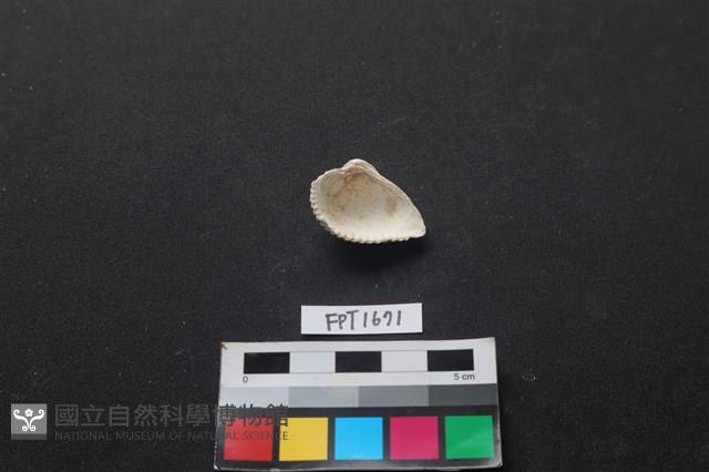 貝殼藏品圖，第2張