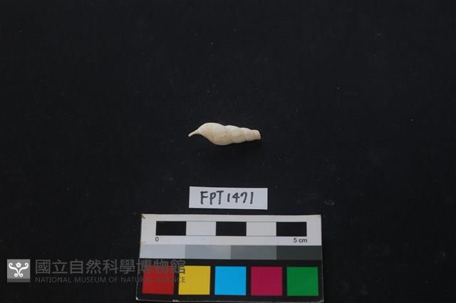 貝殼藏品圖，第2張