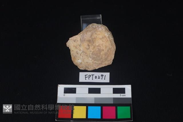 貝殼藏品圖，第2張