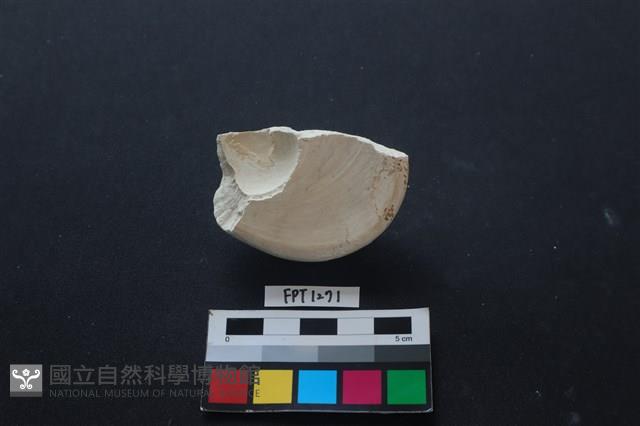 貝殼藏品圖，第2張