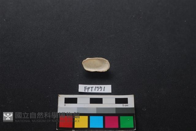 貝殼藏品圖，第2張