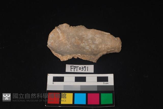 貝殼藏品圖，第2張