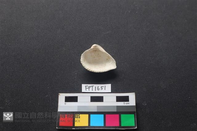 貝殼藏品圖，第2張