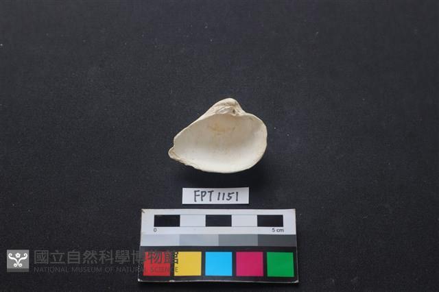貝殼藏品圖，第2張