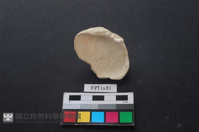 貝殼藏品圖，第2張