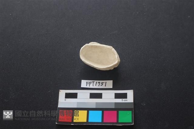 貝殼藏品圖，第2張