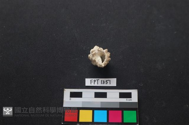 貝殼藏品圖，第2張