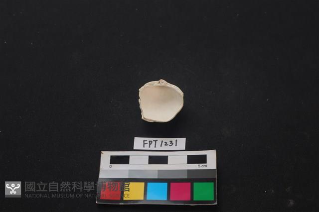 貝殼藏品圖，第2張