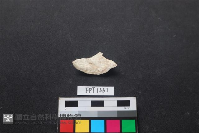 貝殼藏品圖，第2張