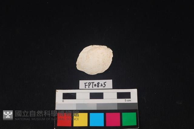 貝殼藏品圖，第2張