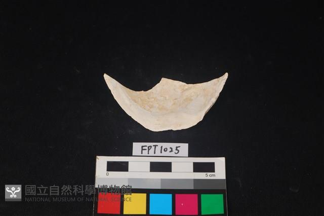 貝殼藏品圖，第2張