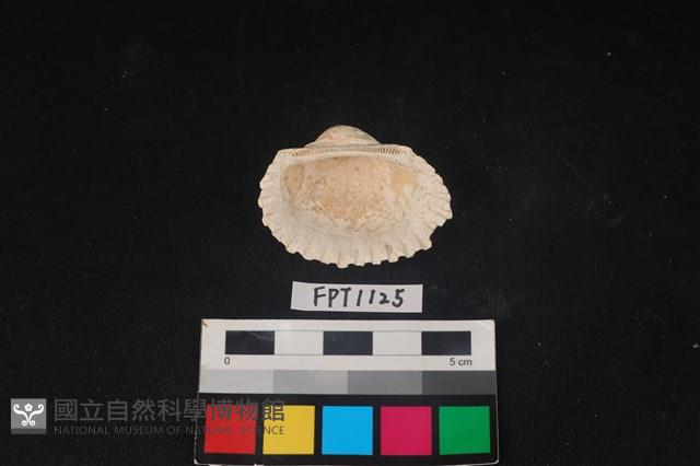 貝殼藏品圖，第2張