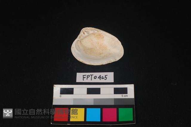 貝殼藏品圖，第2張