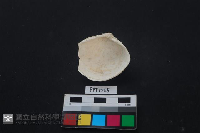 貝殼藏品圖，第2張