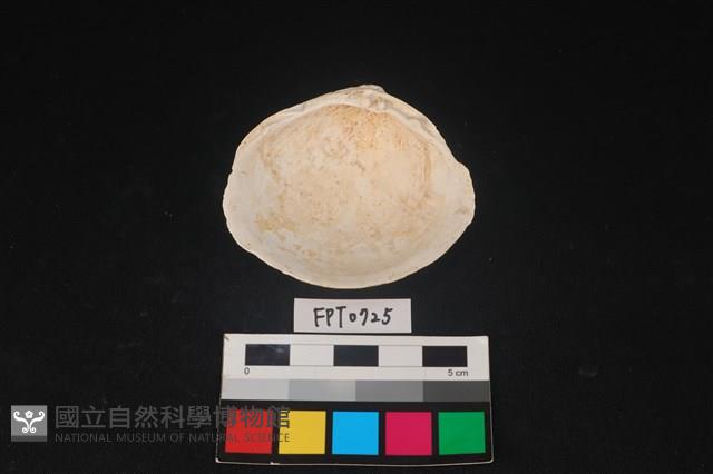 貝殼藏品圖，第2張