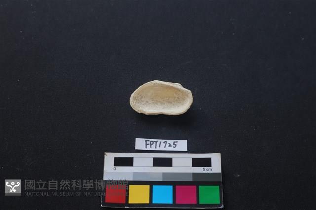 貝殼藏品圖，第2張