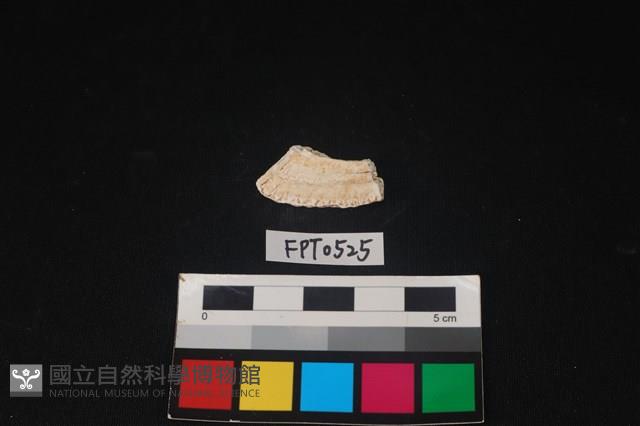 貝殼藏品圖，第2張