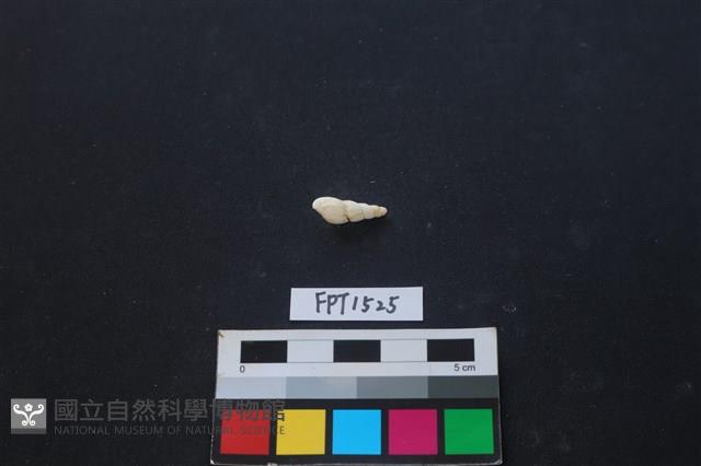 貝殼藏品圖，第2張