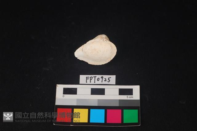 貝殼藏品圖，第2張