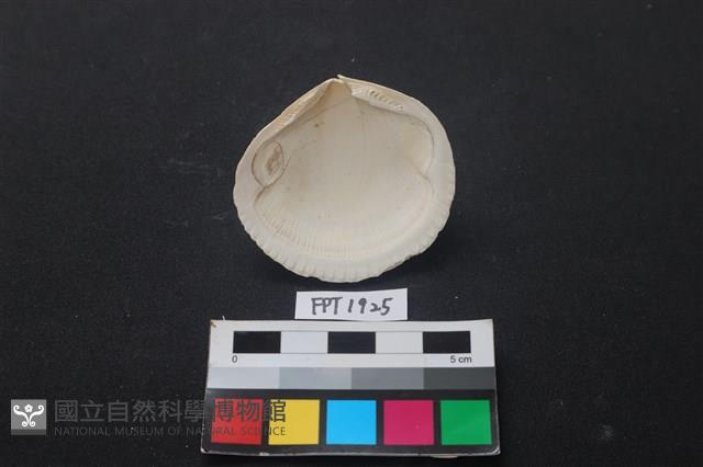 貝殼藏品圖，第2張