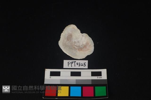 貝殼藏品圖，第2張