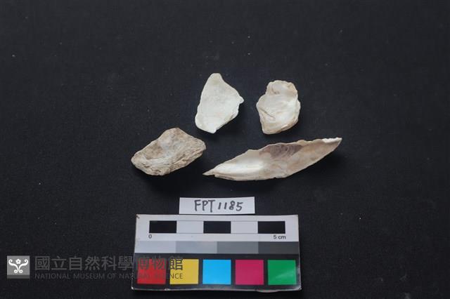 貝殼藏品圖，第2張